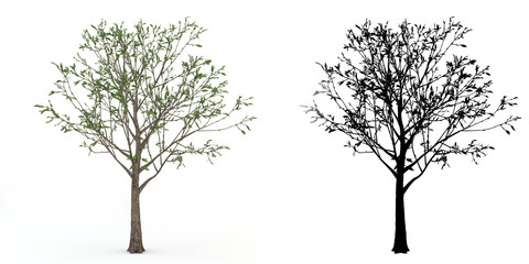 A tree with alpha mask isolated on white background.