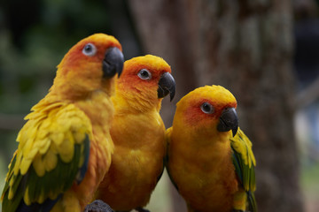 Fototapeta na wymiar 3 Yellow Parrots 