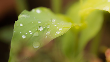 Dew drops on the leaves in the nature, Sunny day concept,Natural background