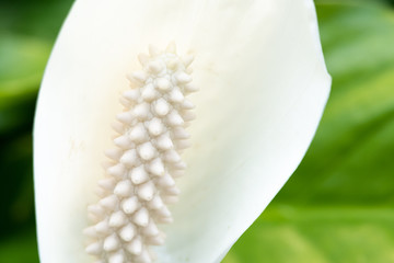 Weiße Orchidee Nahaaufnahme © photo.geider