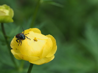 gelbe Blume mit Käfer - yellow flower with beetle