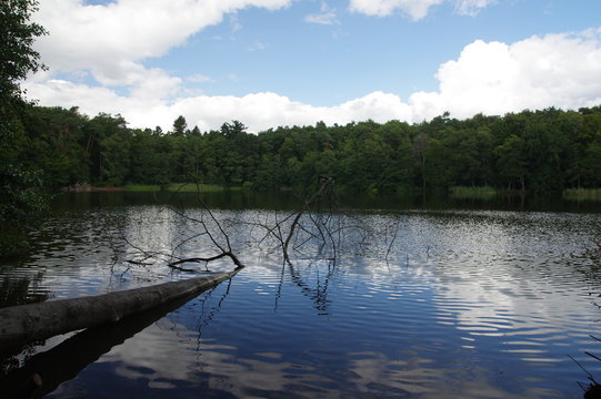 Umgefallener Baum im lütauer See