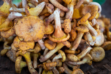 A variety of wild edible fungi with soil