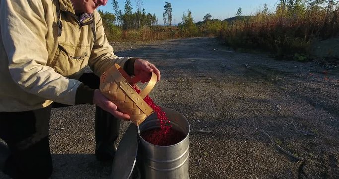 An elderly man pours cranberries out of a bucket into a charade in forest, picking berries