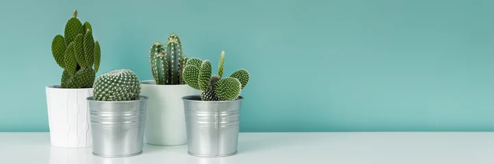 Fotobehang Moderne kamerdecoratie. Verzameling van verschillende ingemaakte cactus kamerplanten op witte plank tegen pastel turquoise gekleurde muur. Cactus planten banner. © andreaobzerova