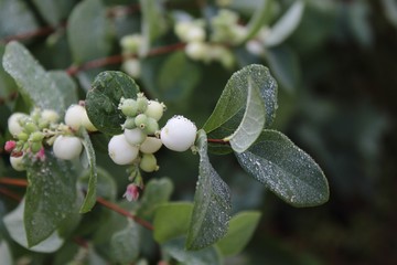 Schneebeere nach dem Regen