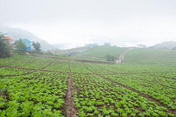 Phetchabun, Thailand-July 28,2018, Highland Agriculture at Phu Tub Berk, Phetchabun, Thailand.