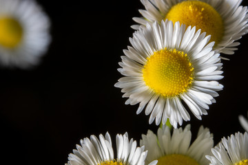 Fototapeta premium Top view on a group of daisy flowers