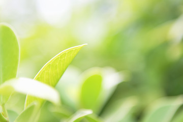 closeup green leaf on blur background with sunshine