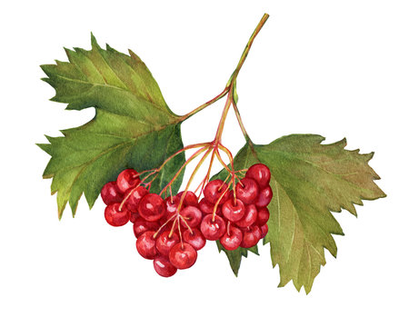 Red viburnum opulus (common name guelder-rose) branch with leaves and berries -medicinal plant. Watercolor hand drawn painting illustration isolated on a white background.
