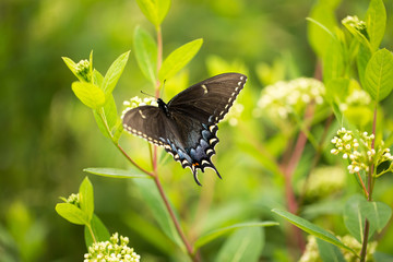 Black Swallowtail butterfly at Parris N Glendenning Nature Preserve in Anne Arundel County in Southern Maryland USA