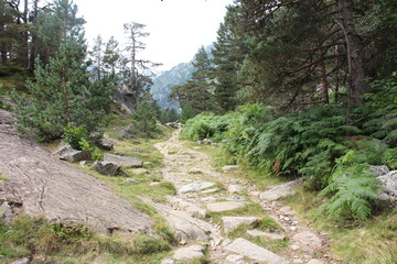 Chemin de randonnée rocailleux montagne et végétation