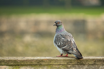 single pigeon standing on the wooden rail near the dock in the morning 