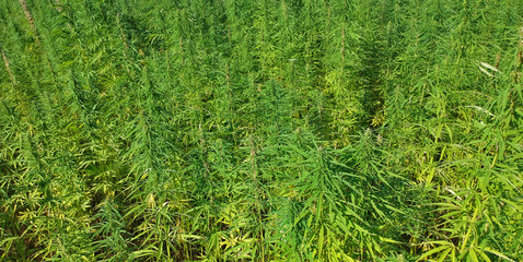 Aerial view on marijuana weed field.