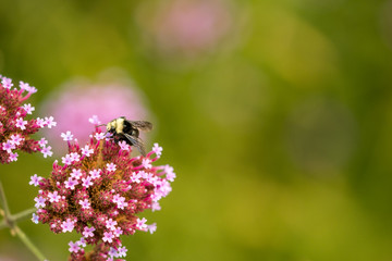 bee resting on tiny pink flowers with creamy green background