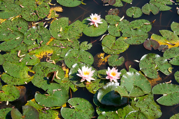 Flourishing marigolds