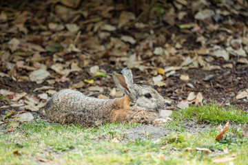brown rabbit laying on the ground relaxed