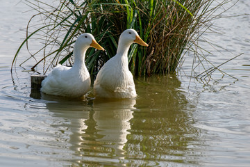 Naklejka na ściany i meble Two white pekin ducks (Anas platyrhynchos domesticus)