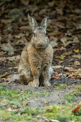 Naklejka na ściany i meble brown rabbit sitting on its feet on the dirt ground looking at you