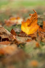orange Autumn leaves on the ground with creamy background