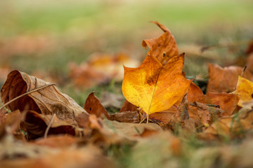 orange Autumn leaves on the ground with creamy background