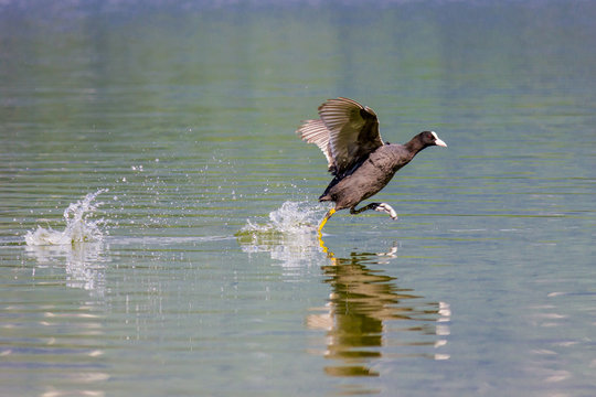 folaga che corre sull'acqua