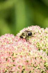 honeybee resting on top of bunch tiny pink flowers