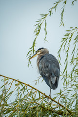 single great blue heron resting on top of willow tree with one leg standing