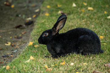 portrait of black rabbit sitting on the green grass