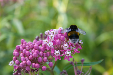Bumblebee on a flower