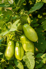 bunch of fresh long green tomatoes hanging on the branch under the sun in the garden