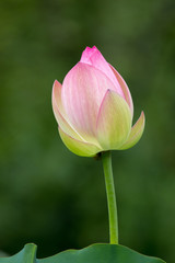 single lotus flower blossom at Kenilworth Gardens in Washington DC USA