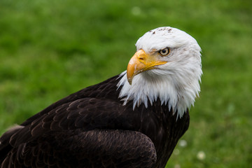 bald eagle in green gras