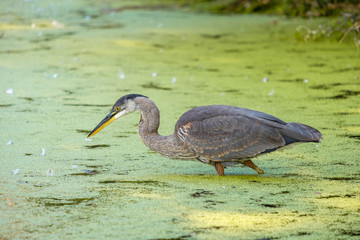 great blue heron fishing in the green pond 