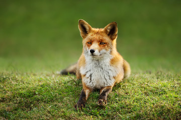 Naklejka na ściany i meble Red fox lying on the grass in summer