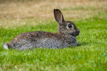 grey rabbit laying on the green grass taking a rest.