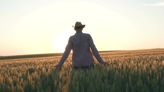 Young farmer touches the wheat spikes and rejoices at sunset in the field
