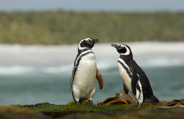 Two Magellanic penguins standing on a shoreline