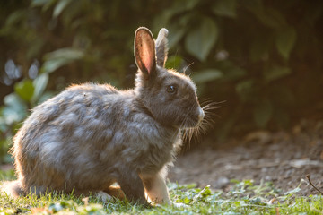 portrait of grey rabbit  near sunset on the grassy ground