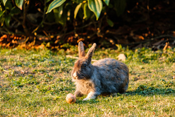 Naklejka na ściany i meble grey rabbit eating a carrot near sunset on the grassy ground