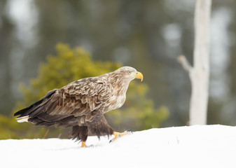 Close-up of a white-tailed eagle walking on snow