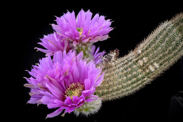 Cactus Echinocereus neocapillus with flower isolated on Black.
