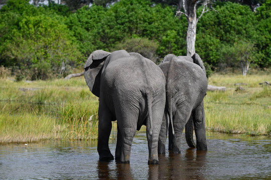 Elephant in Chobe National Park Botswana