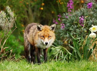 Naklejka na ściany i meble Red fox standing in the garden with flowers