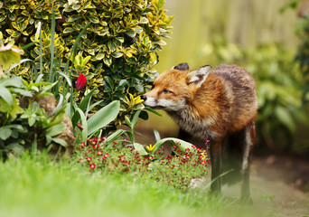 Red Fox smelling the flowers in the garden