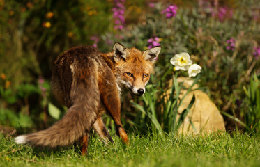 Red Fox standing in the garden with flowers