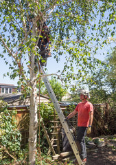 Naklejka na ściany i meble Man holds a ladder for a tree surgeon working up a tree.