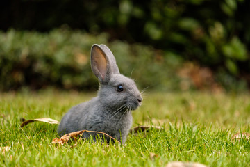 portrait of cute grey bunny sitting on the green grass