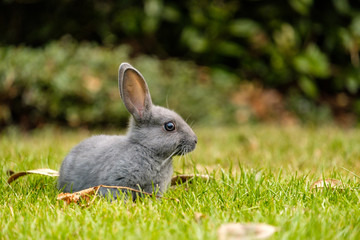 portrait of cute grey bunny sitting on the green grass