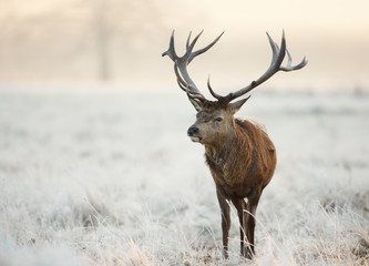 Close-up of a red deer stag standing on a frosted grass